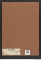 Grammatophora perpusilla Grun. (de-Toni-Nr.: Genus 93, Species 3055) Zeichnungen Sammlung Grunow Mappe 03240 (Herbarium_W_Grunow_drawings_Folder_03240)